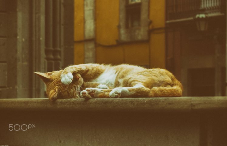 Herb Garmsen, Street, Cat, Animals, 500px HD Wallpaper Desktop Background