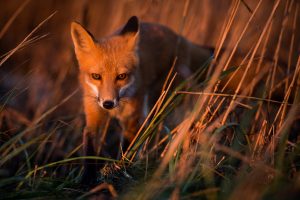 nature, Fox, Animals