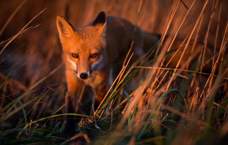 nature, Fox, Animals HD Wallpaper Desktop Background