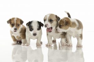 puppies, Baby animals, Dog, Animals