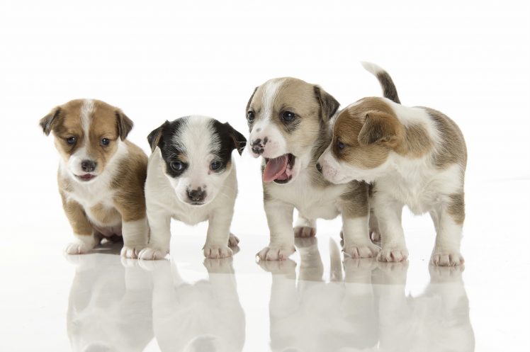 puppies, Baby animals, Dog, Animals HD Wallpaper Desktop Background