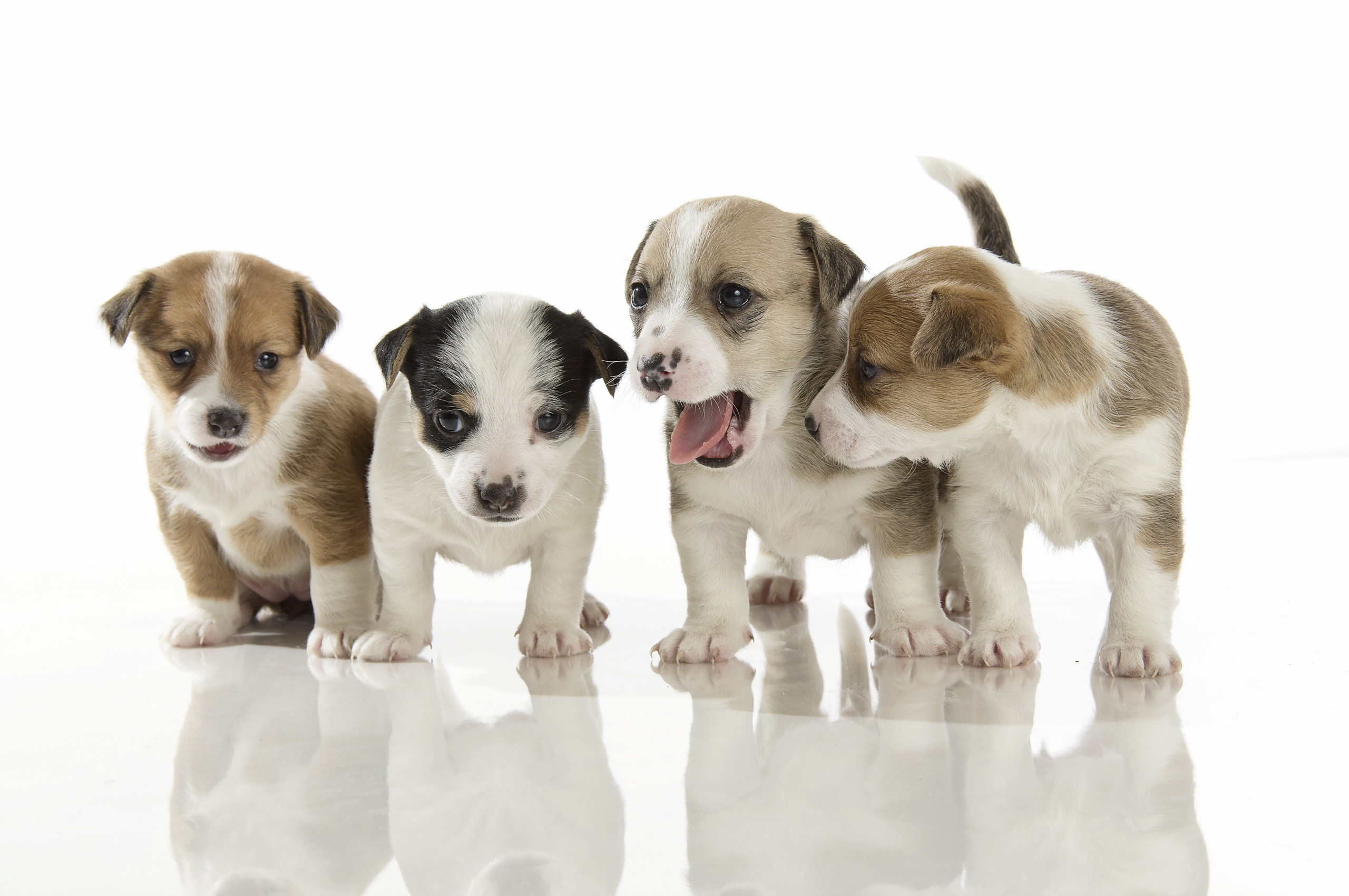 puppies, Baby animals, Dog, Animals Wallpaper