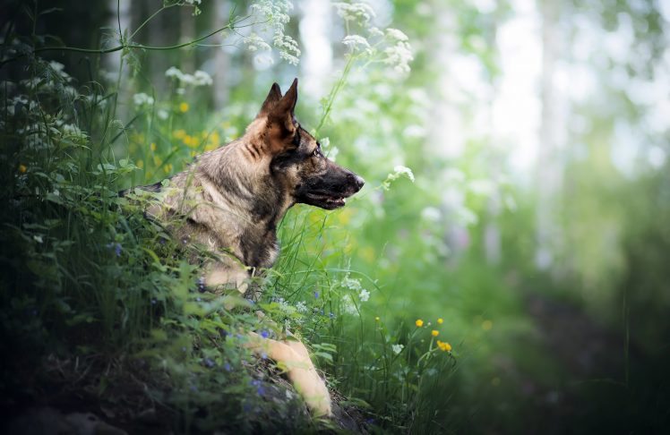 nature, Outdoors, Animals, Dog HD Wallpaper Desktop Background