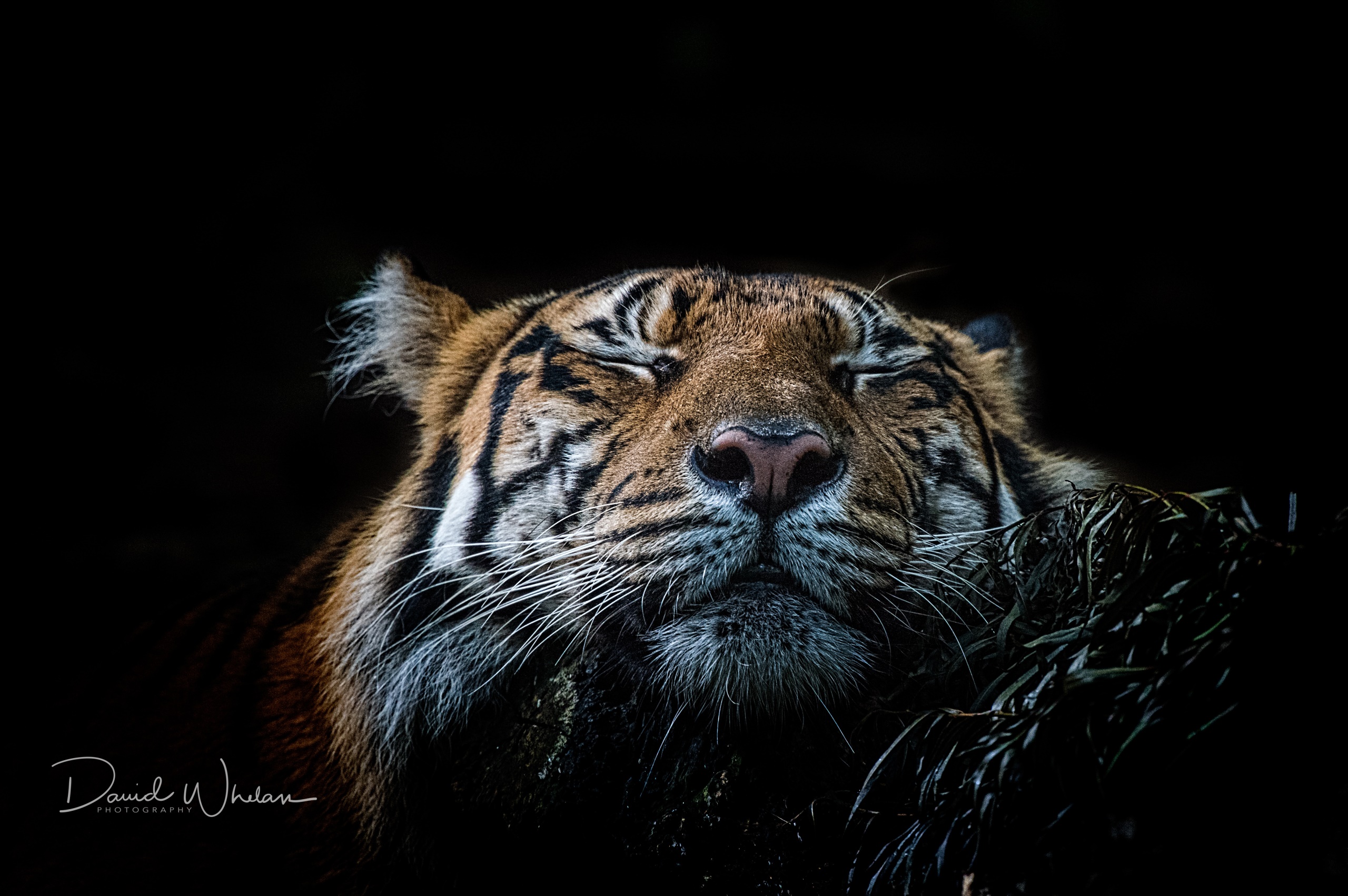 tiger, Animals Wallpaper