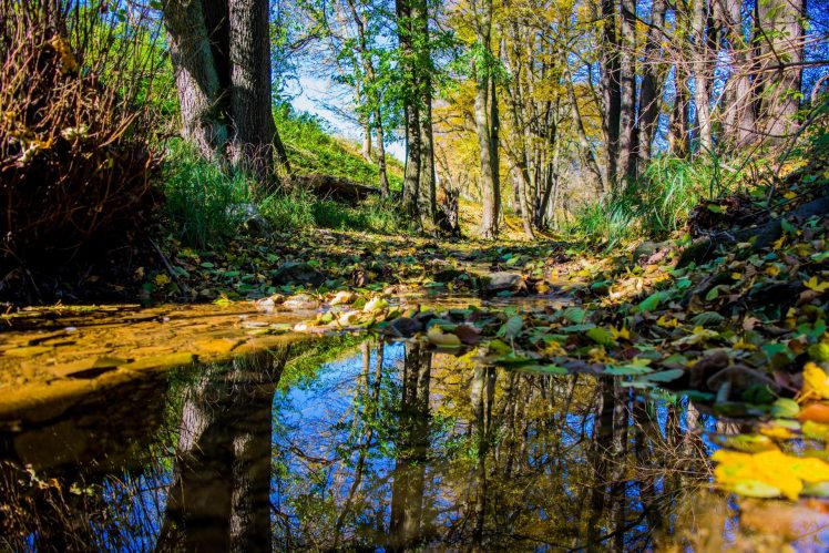 nature, Trees, Water, Reflection, Landscape HD Wallpaper Desktop Background