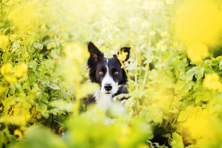 dog, Nature, Animals HD Wallpaper Desktop Background