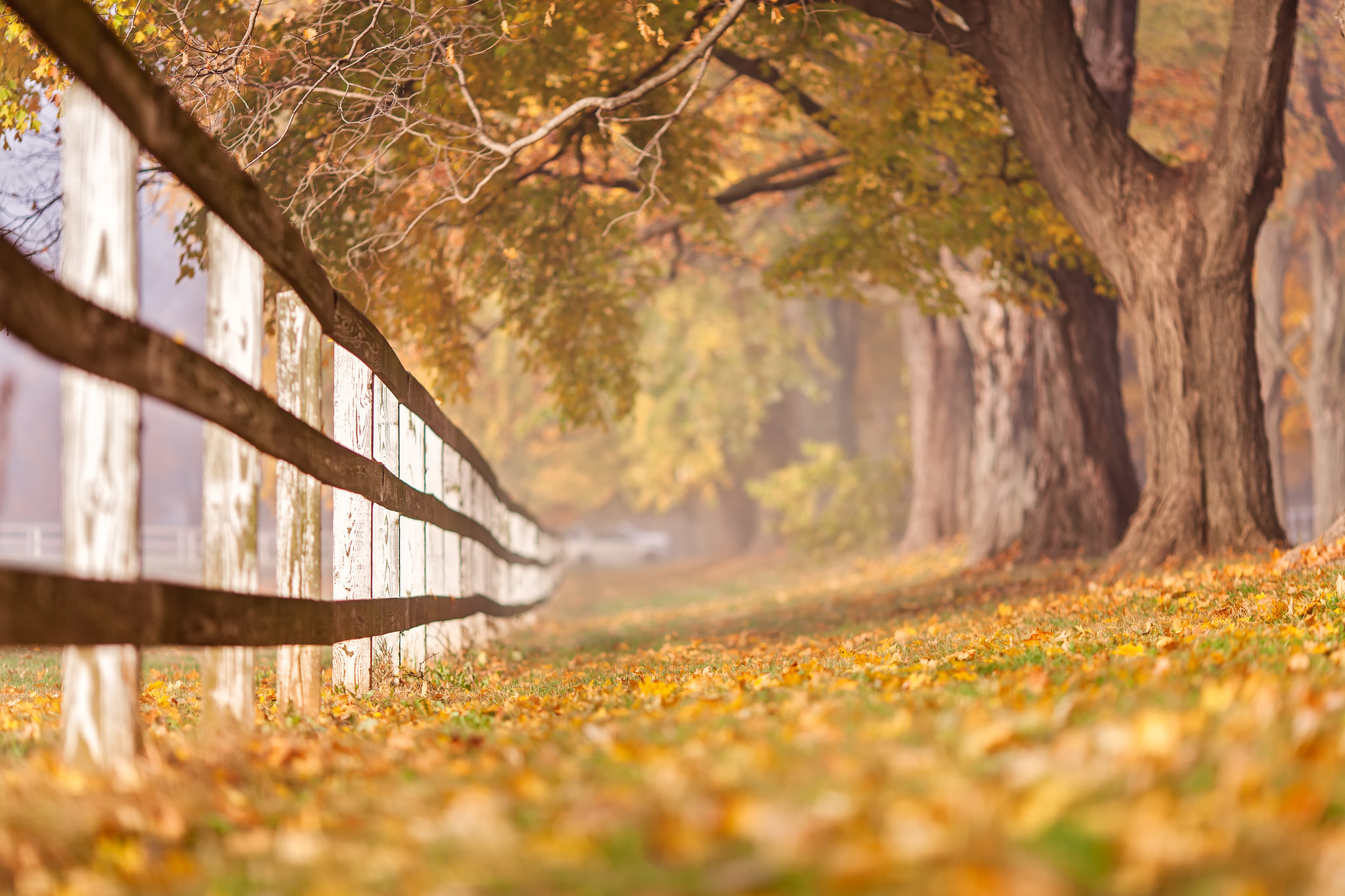 trees, Fence, Fall Wallpaper