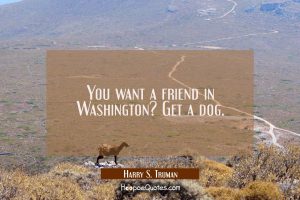 dog, Goats, Landscape, Road, Quote, Humor