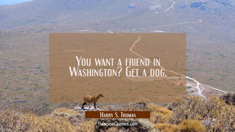 dog, Goats, Landscape, Road, Quote, Humor HD Wallpaper Desktop Background