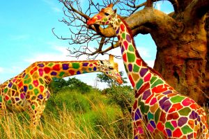nature, Animals, Landscape, Giraffes, Trees, Colorful, Grass, Humor, Photo manipulation