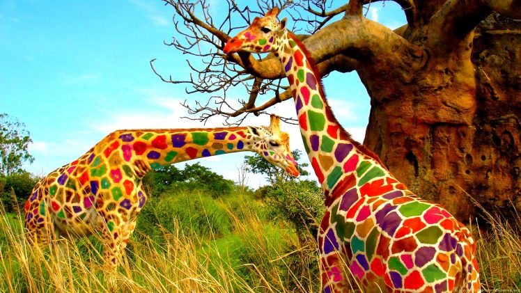 nature, Animals, Landscape, Giraffes, Trees, Colorful, Grass, Humor, Photo manipulation HD Wallpaper Desktop Background