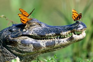 crocodiles, Butterfly, Reptiles, Animals