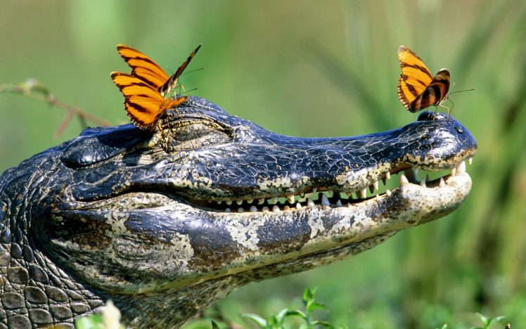 crocodiles, Butterfly, Reptiles, Animals HD Wallpaper Desktop Background