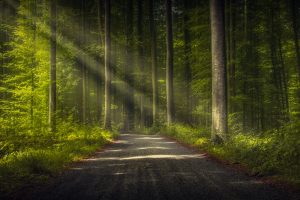 trees, Road, Forest, Nature, Sun rays