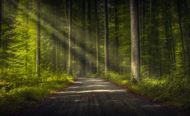 trees, Road, Forest, Nature, Sun rays HD Wallpaper Desktop Background