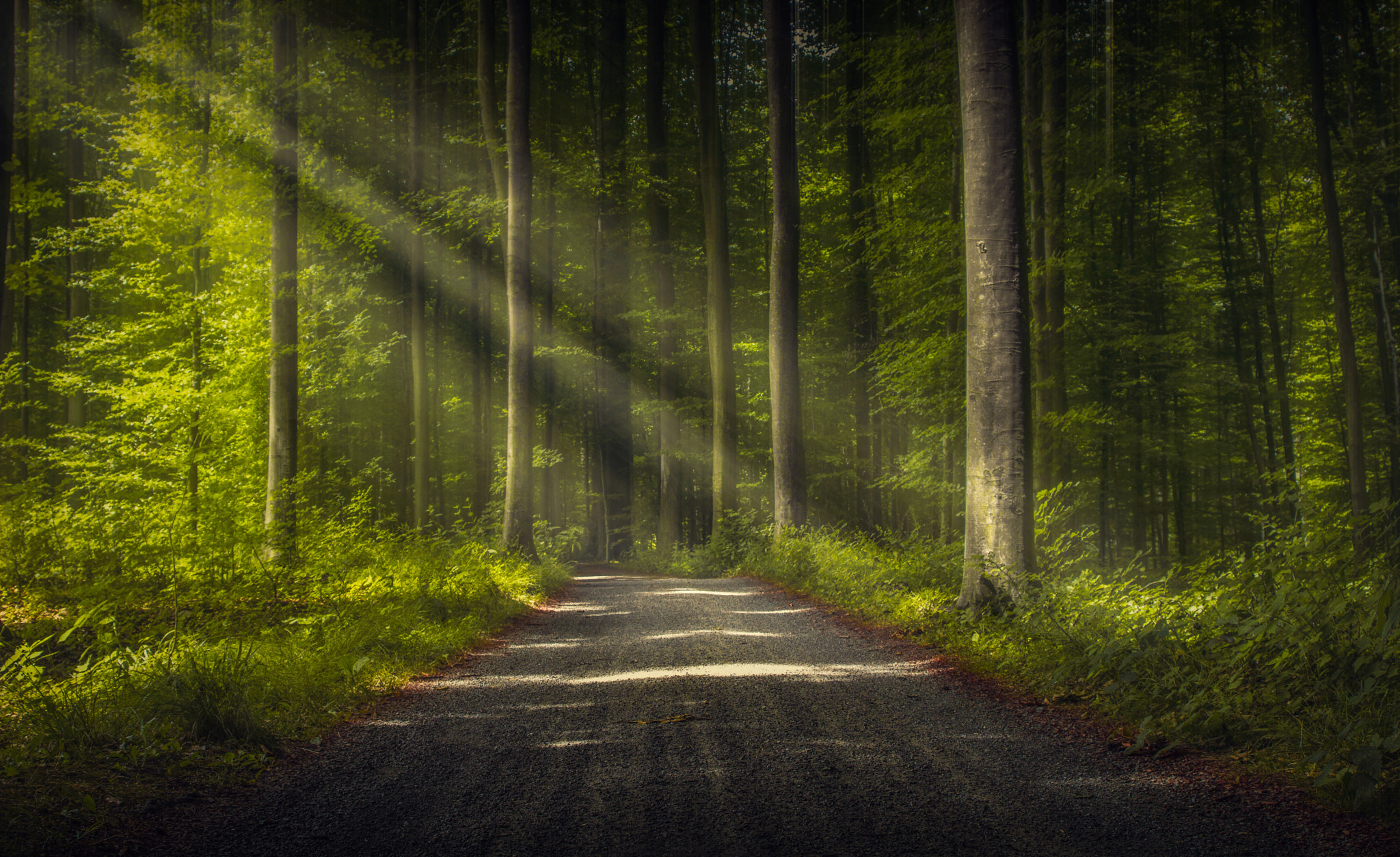 trees, Road, Forest, Nature, Sun rays Wallpaper