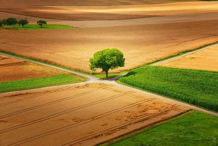 field, Landscape, Trees HD Wallpaper Desktop Background