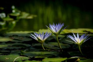 water lilies, Nature, Water, Flowers, Plants
