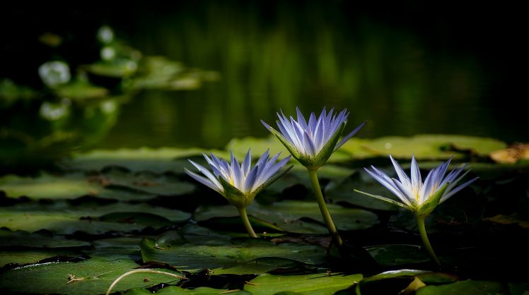 water lilies, Nature, Water, Flowers, Plants HD Wallpaper Desktop Background