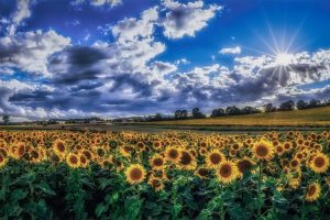 sky, Clouds, Plants, Field, Flowers, Sunflowers, Landscape