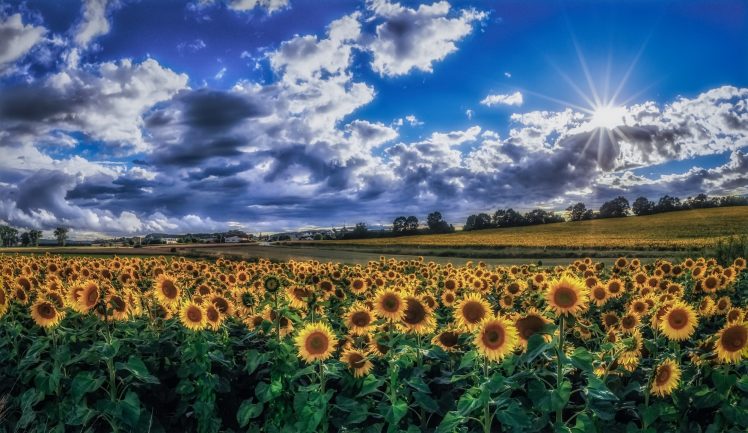 sky, Clouds, Plants, Field, Flowers, Sunflowers, Landscape HD Wallpaper Desktop Background