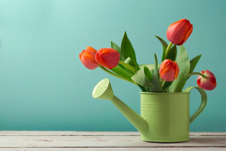 still life, Flowers, Tulips, Plants HD Wallpaper Desktop Background