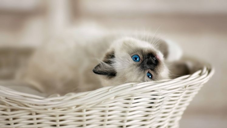 blue eyes, Cat, Animals, Baskets HD Wallpaper Desktop Background