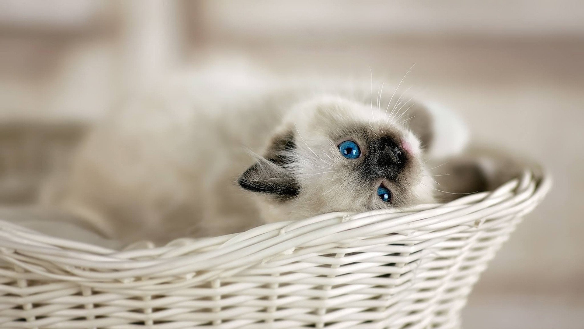 blue eyes, Cat, Animals, Baskets Wallpaper