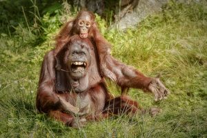 apes, Animals, Baby animals, Orangutans