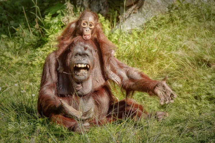 apes, Animals, Baby animals, Orangutans HD Wallpaper Desktop Background