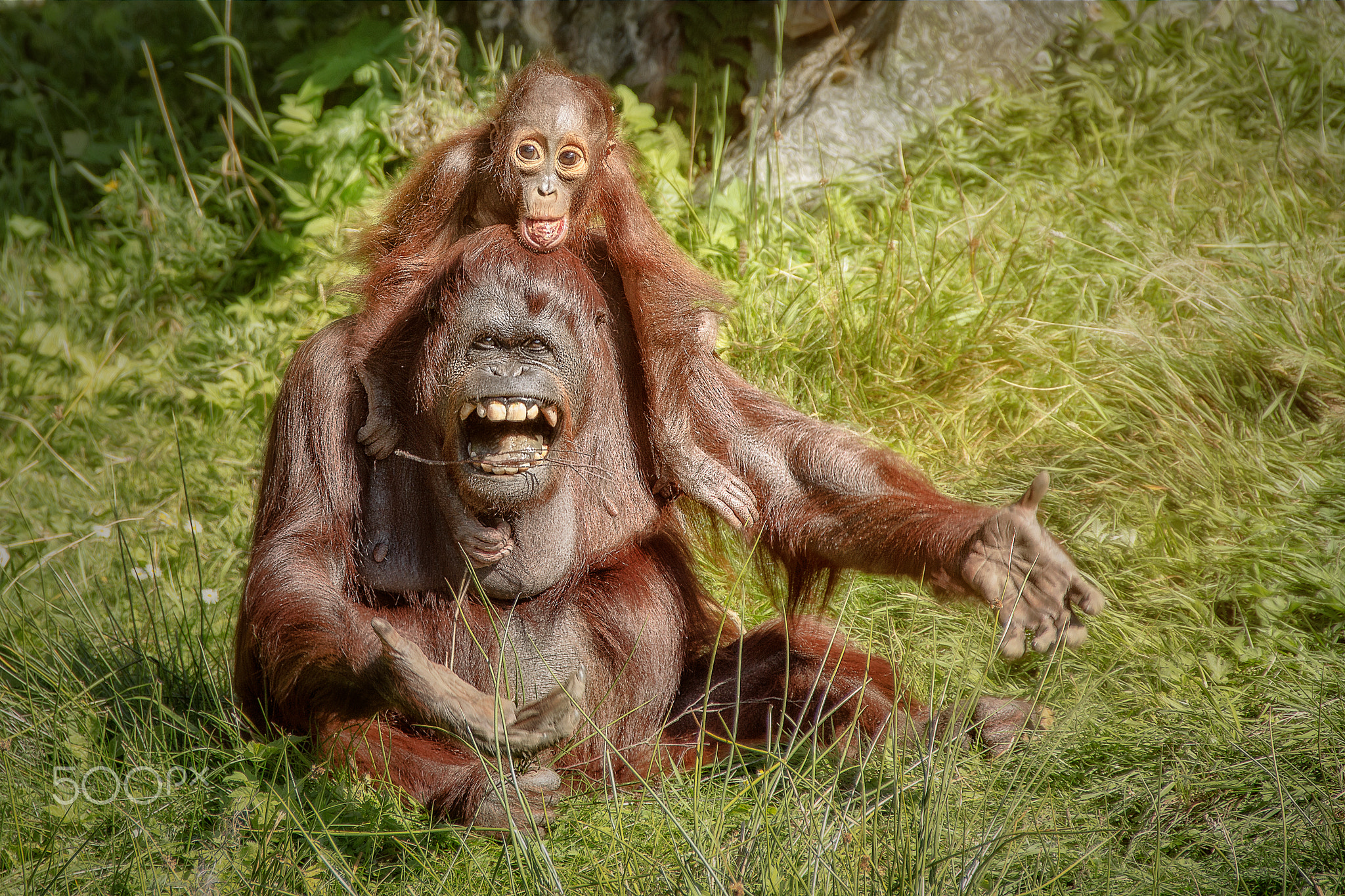 apes, Animals, Baby animals, Orangutans Wallpapers HD
