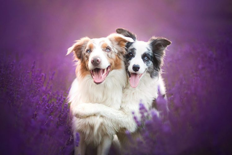 Border Collie, Animals, Dog HD Wallpaper Desktop Background