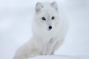 white, Fox