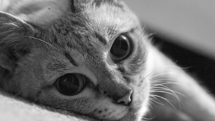 cat, Monochrome HD Wallpaper Desktop Background