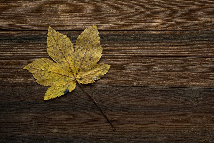 wood, Brown, Leaves HD Wallpaper Desktop Background