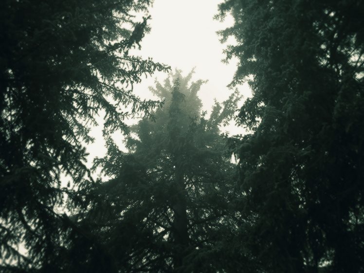 trees, Forest HD Wallpaper Desktop Background