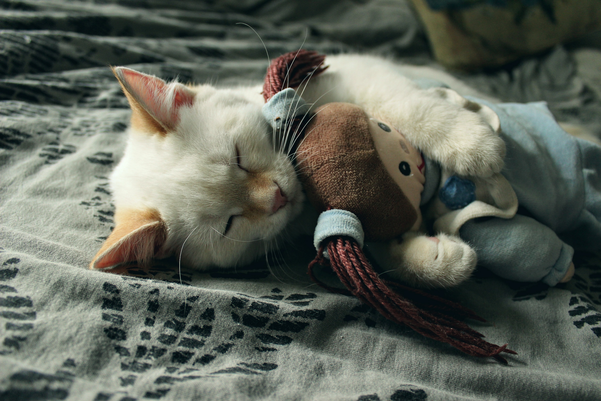 animals, Cat Wallpaper