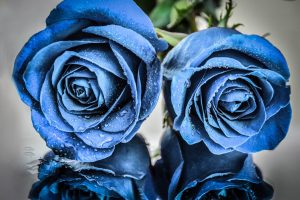 blue flowers, Rose, Plants, Flowers, Water drops