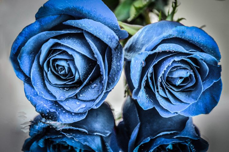 blue flowers, Rose, Plants, Flowers, Water drops HD Wallpaper Desktop Background