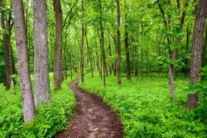 Iowa, Path, Trees, Nature, Green