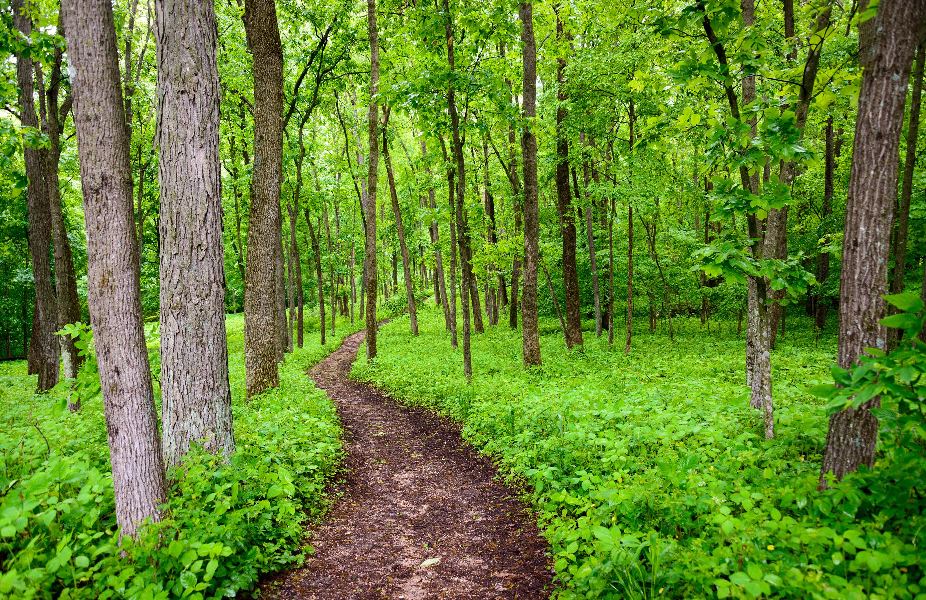 Iowa, Path, Trees, Nature, Green Wallpaper