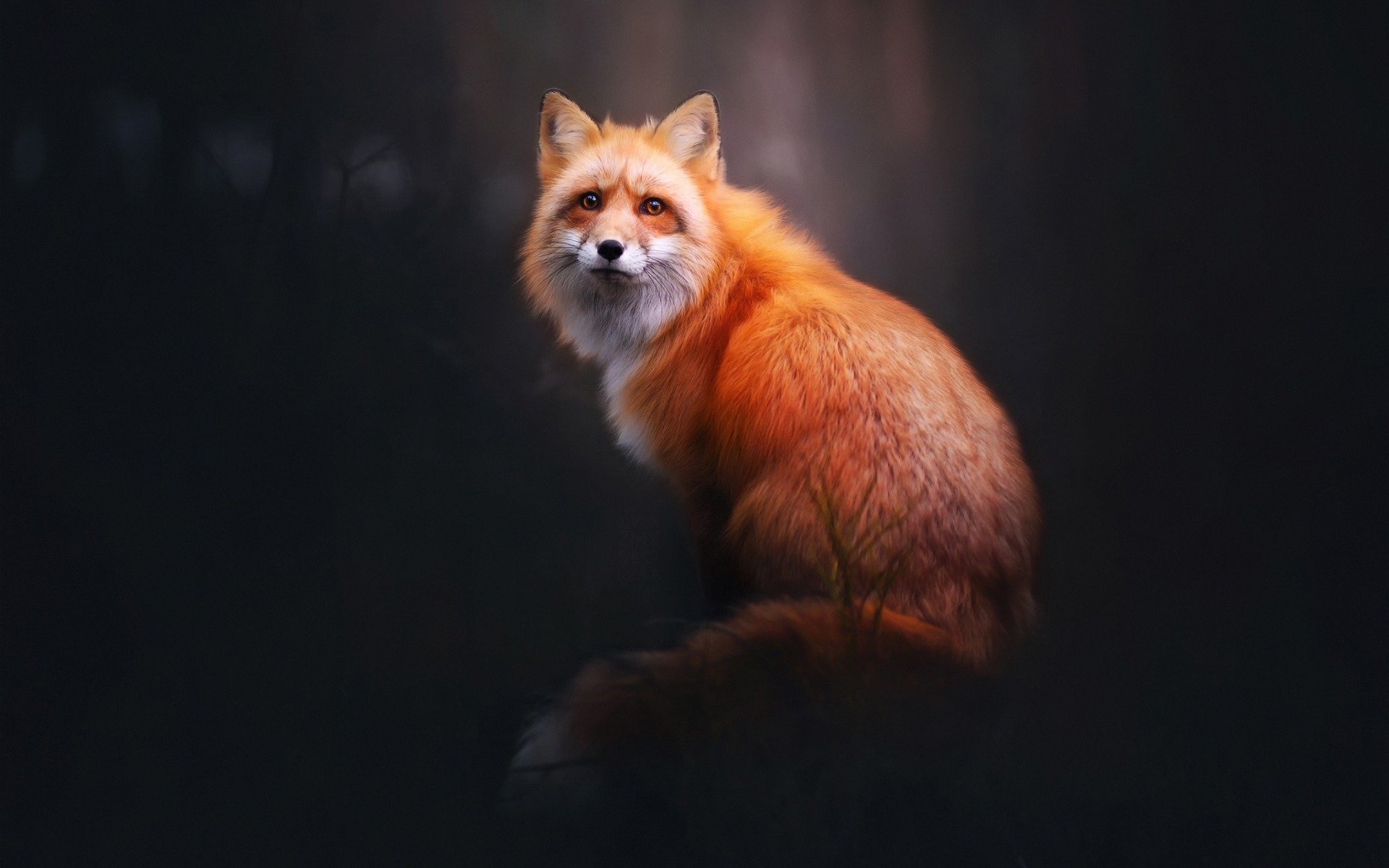 animals, Fox Wallpaper