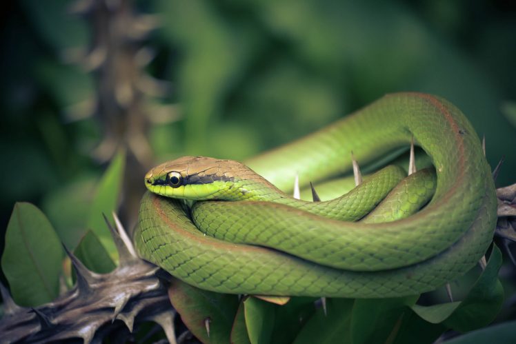 plants, Thorns, Green, Reptiles, Animals, Snake, Depth of field HD Wallpaper Desktop Background