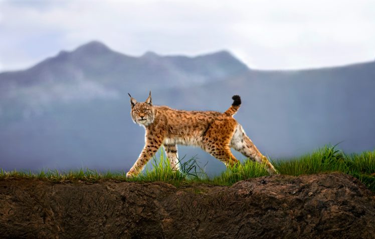 Download wallpaper 938x1668 lynx big cat cute iphone 876s6 for  parallax hd background
