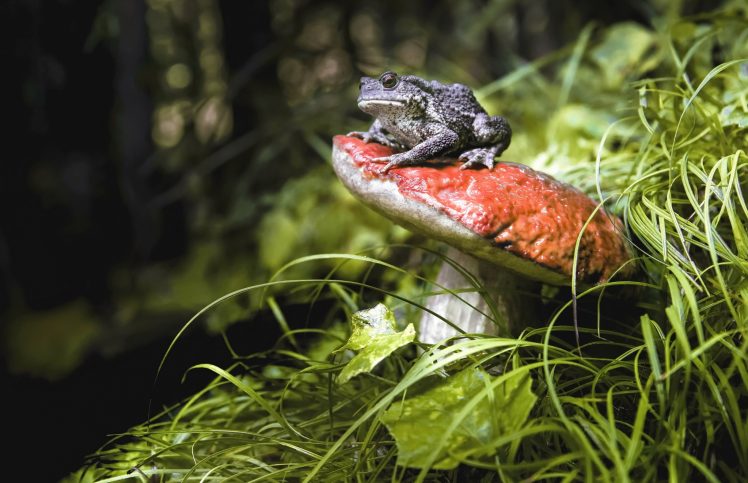 mushroom, Plants, Frog, Animals HD Wallpaper Desktop Background