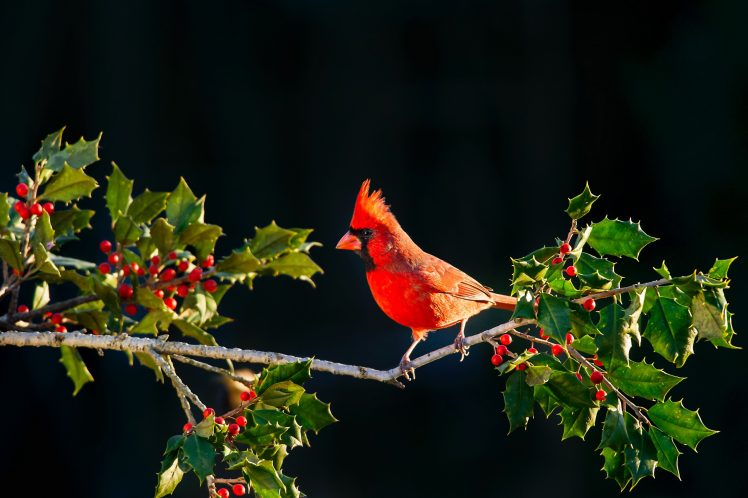 nature, Animals, Berries, Birds, Cardinals HD Wallpaper Desktop Background