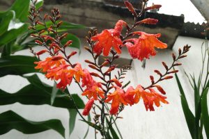 red flowers, Garden, Rain, Fresh, Orchids