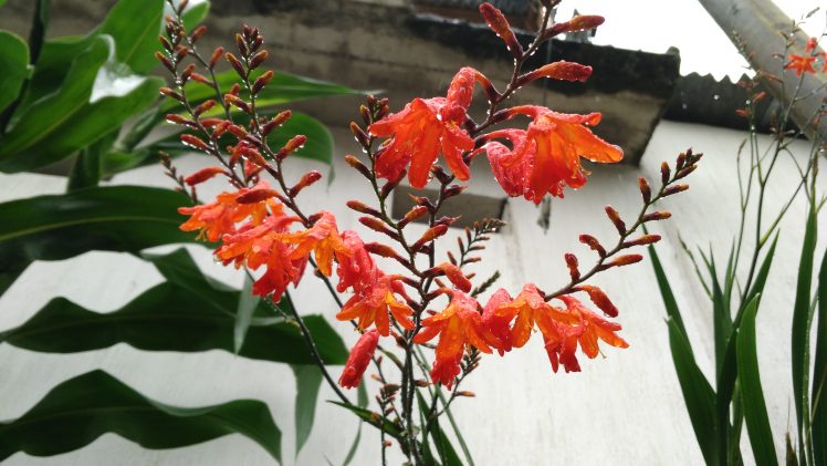 red flowers, Garden, Rain, Fresh, Orchids HD Wallpaper Desktop Background