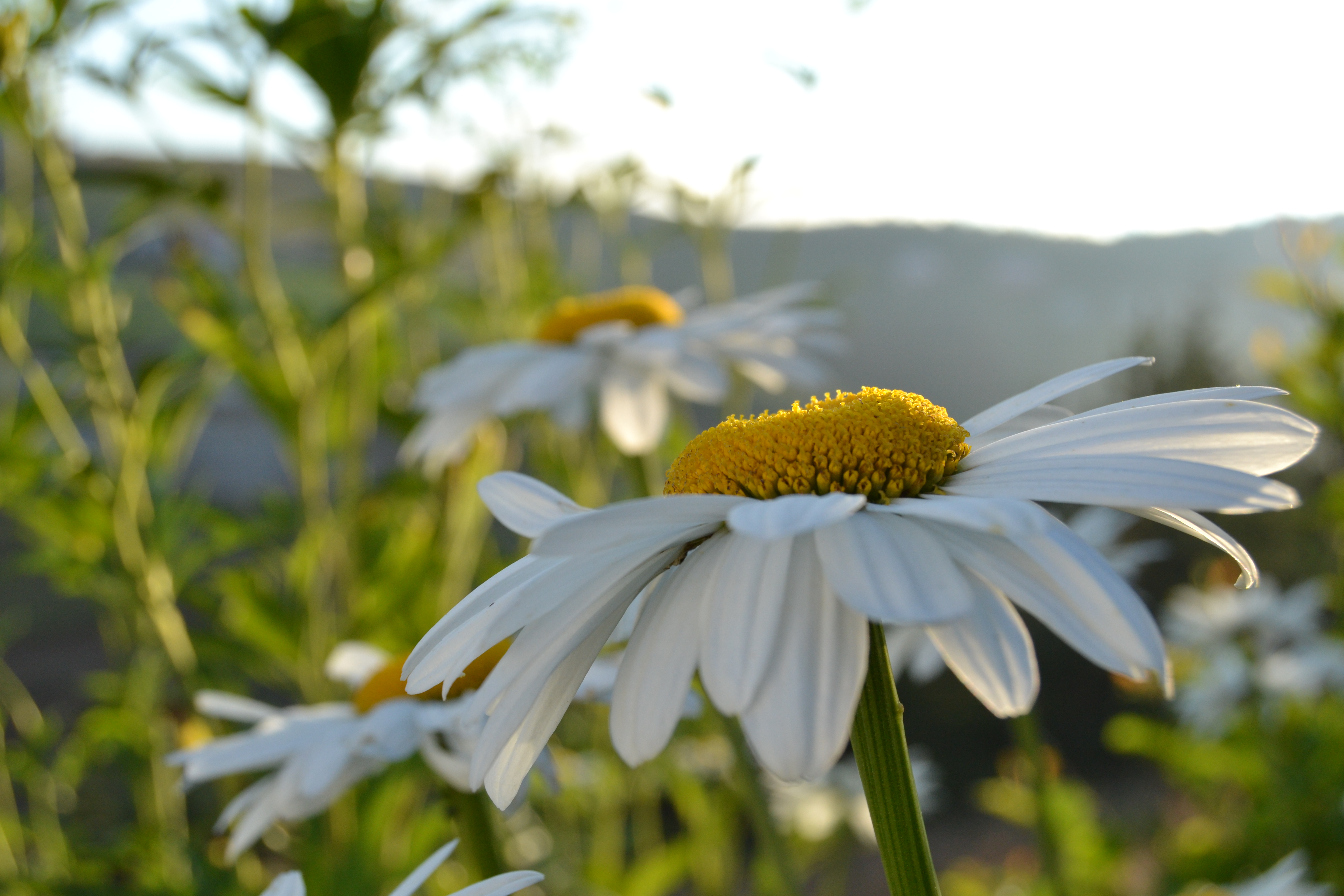 sunset, Daisies, Daisy Wallpaper