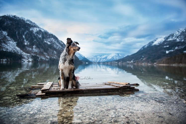 nature, Lake, Dog, Animals HD Wallpaper Desktop Background